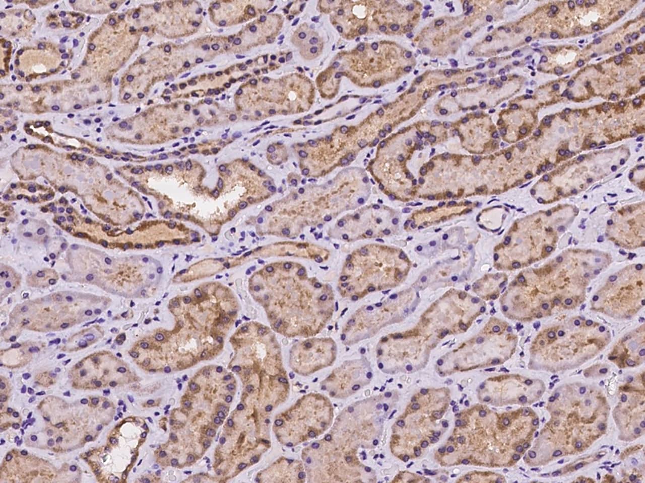Immunohistochemistry-Paraffin: STX17 Antibody - BSA Free [NBP3-05995] - Immunochemical staining of human STX17 in human kidney with NBP3-05995 at 1:500 dilution, formalin-fixed paraffin embedded sections.