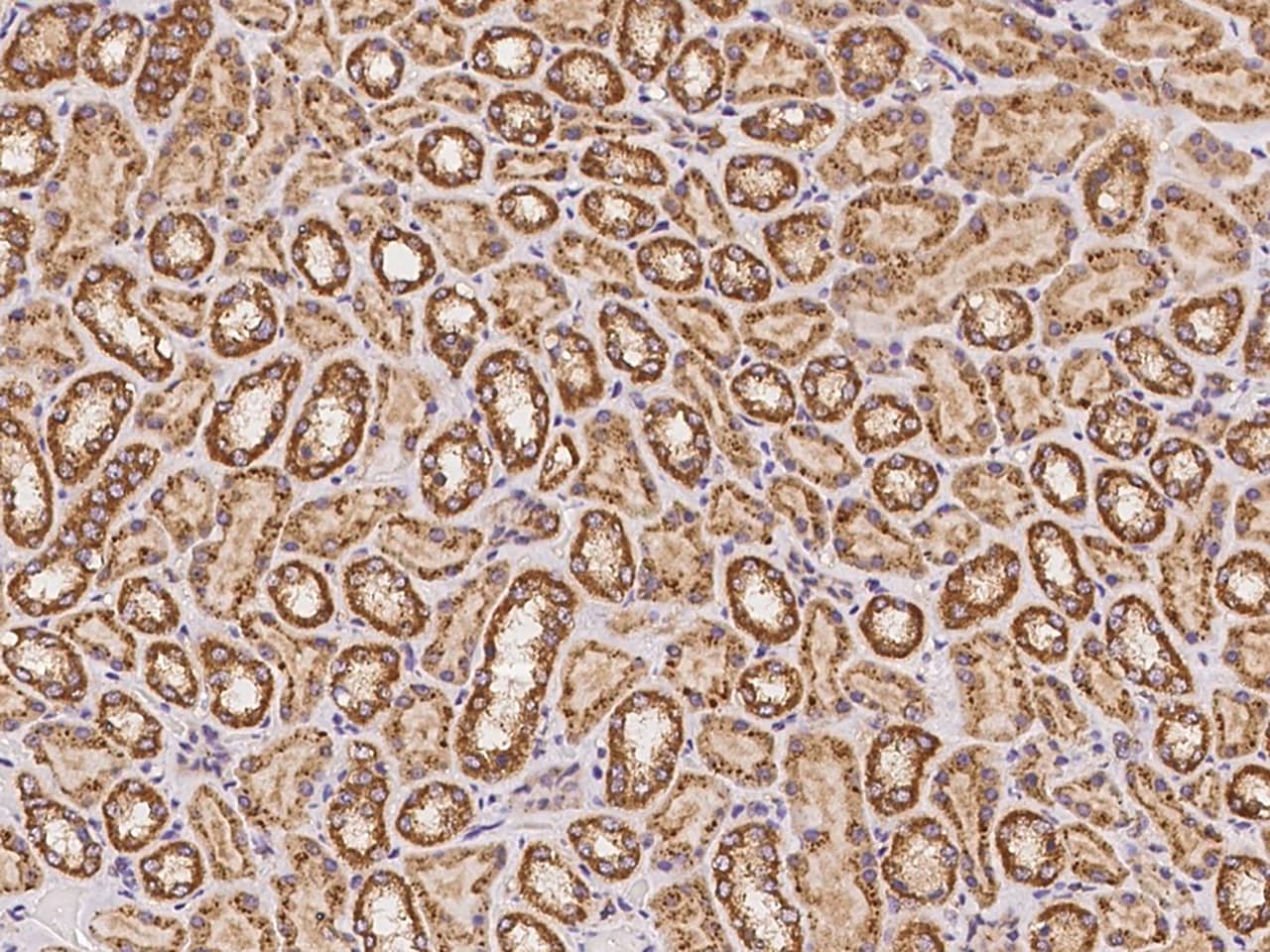 Immunohistochemistry-Paraffin: CLUAP1 Antibody - BSA Free [NBP3-06085] - Immunochemical staining of human CLUAP1 in human kidney with NBP3-06085 at 1:500 dilution, formalin-fixed paraffin embedded sections.