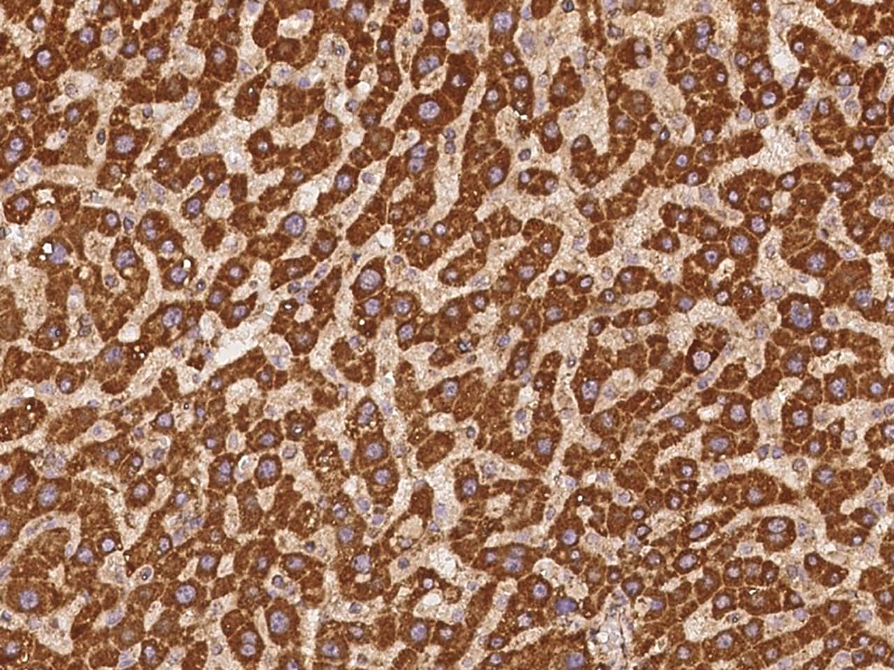 Immunohistochemistry-Paraffin: CLUAP1 Antibody - BSA Free [NBP3-06085] - Immunochemical staining of human CLUAP1 in human liver with NBP3-06085 at 1:500 dilution, formalin-fixed paraffin embedded sections.