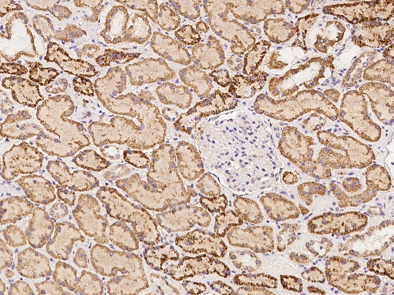 Immunohistochemistry-Paraffin: FPGS Antibody - BSA Free [NBP3-06209] - Immunochemical staining of human FPGS in human kidney with NBP3-06209 at 1:500 dilution, formalin-fixed paraffin embedded sections.