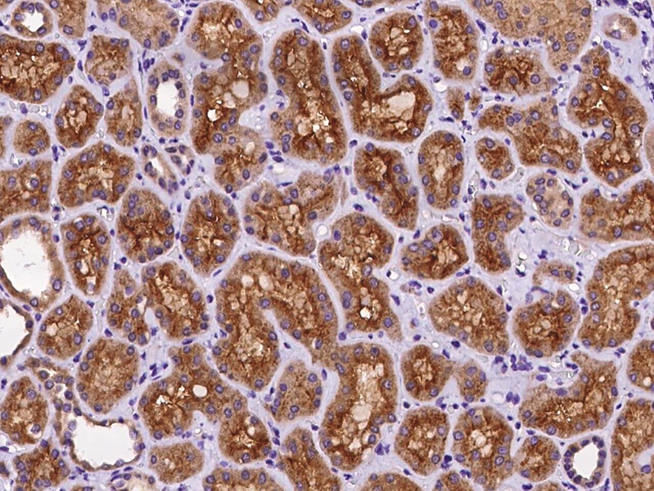 Immunohistochemistry-Paraffin: ARHGAP12 Antibody - BSA Free [NBP3-06233] - Immunochemical staining of human ARHGAP12 in human kidney with NBP3-06233 at 1:100 dilution, formalin-fixed paraffin embedded sections.