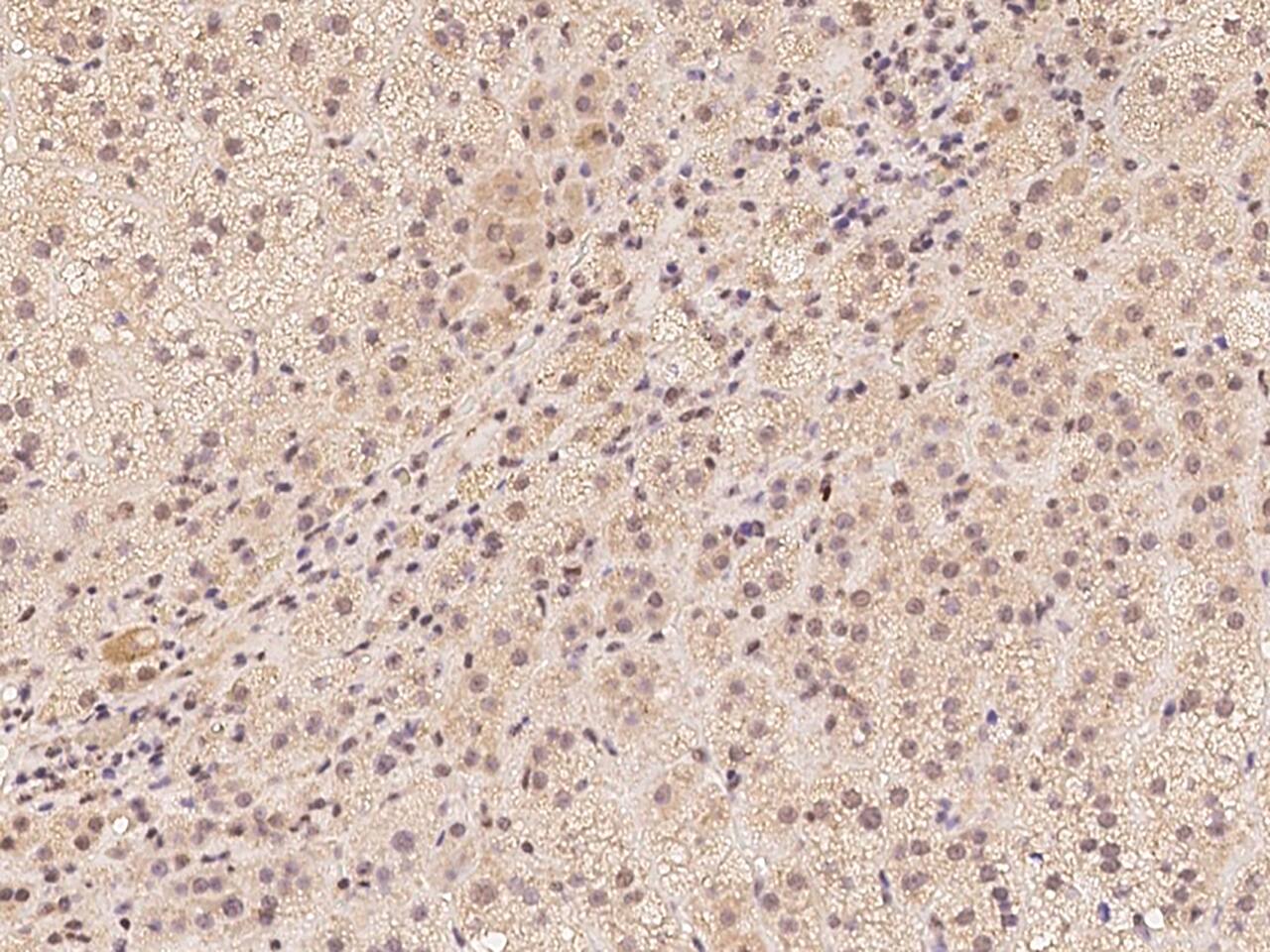 Immunohistochemistry-Paraffin: C7orf25 Antibody - BSA Free [NBP3-06256] - Immunochemical staining of human C7orf25 in human adrenal gland with NBP3-06256 at 1:100 dilution, formalin-fixed paraffin embedded sections.