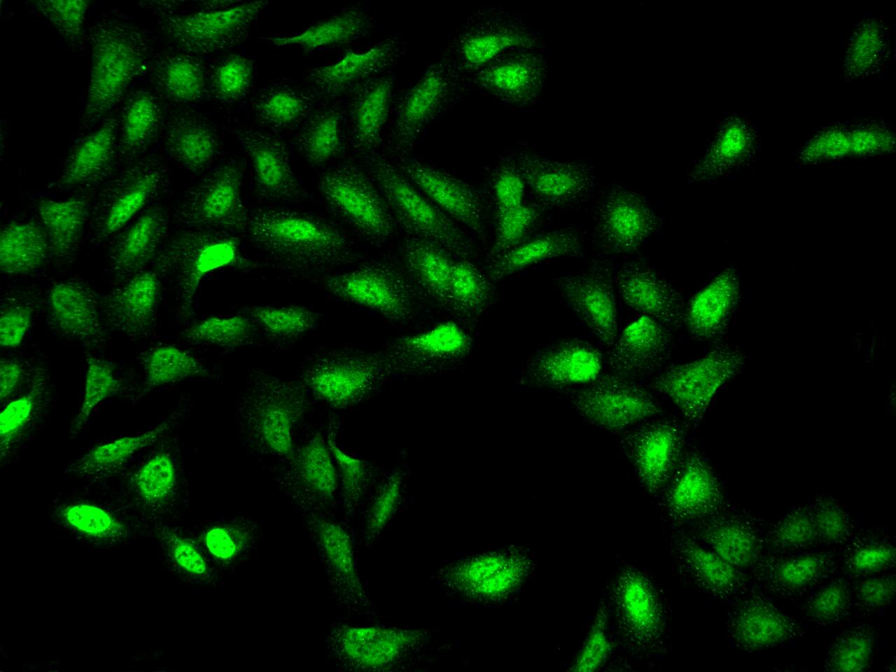 Immunocytochemistry/ Immunofluorescence ZNF462 Antibody - BSA Free