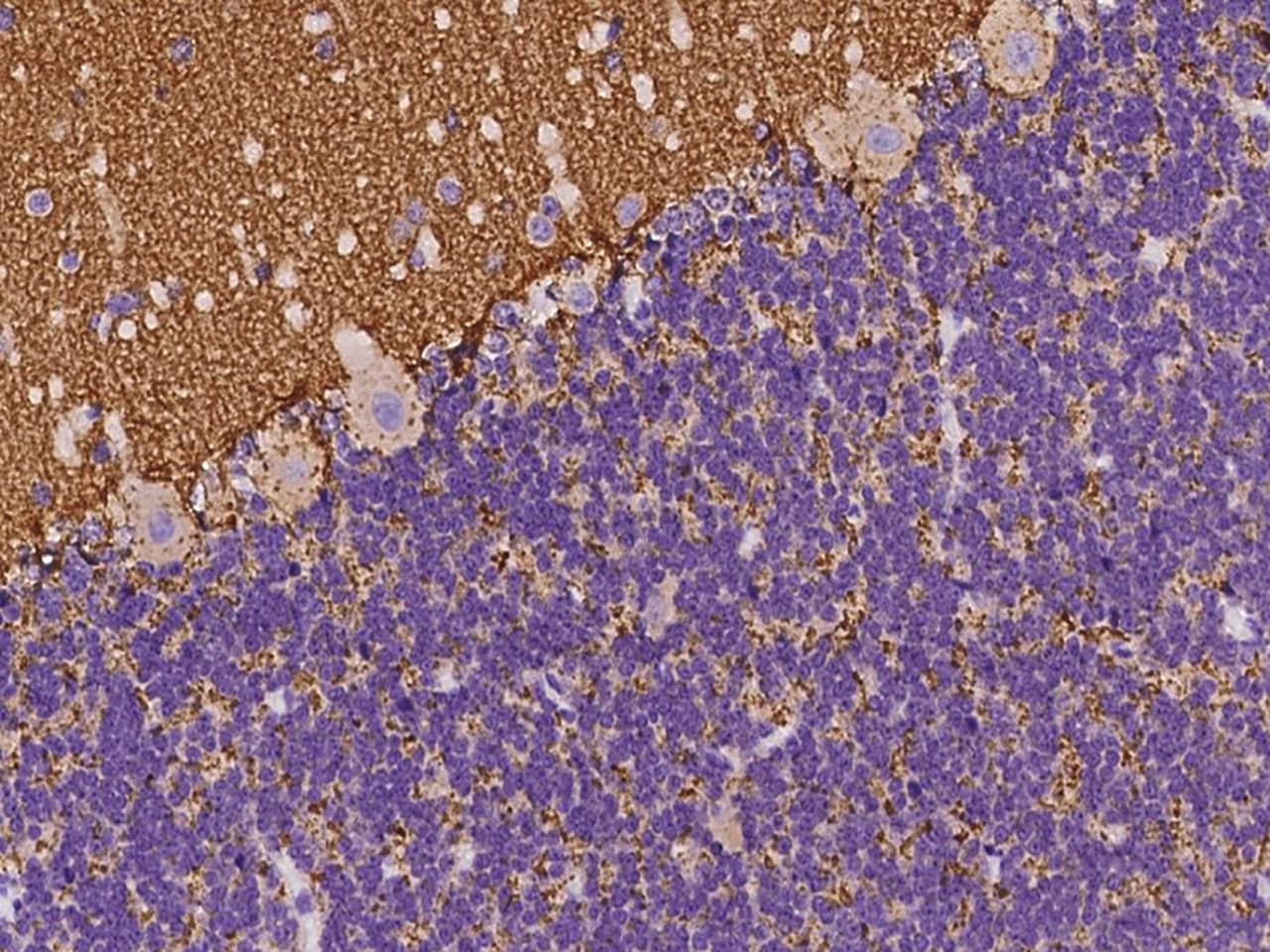 Immunohistochemistry-Paraffin: Synaptogyrin 1 Antibody - BSA Free [NBP3-06294] - Immunochemical staining of human Synaptogyrin 1 in cynomolgus cerebellum with NBP3-06294 at 1:100 dilution, formalin-fixed paraffin embedded sections.
