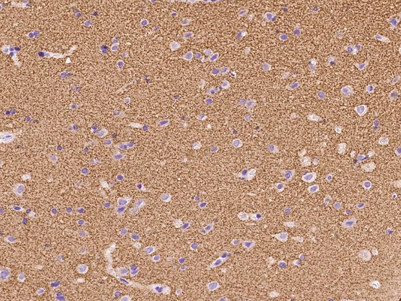 Immunohistochemistry-Paraffin: Synaptogyrin 1 Antibody - BSA Free [NBP3-06294] - Immunochemical staining of human Synaptogyrin 1 in human brain with NBP3-06294 at 1:100 dilution, formalin-fixed paraffin embedded sections.