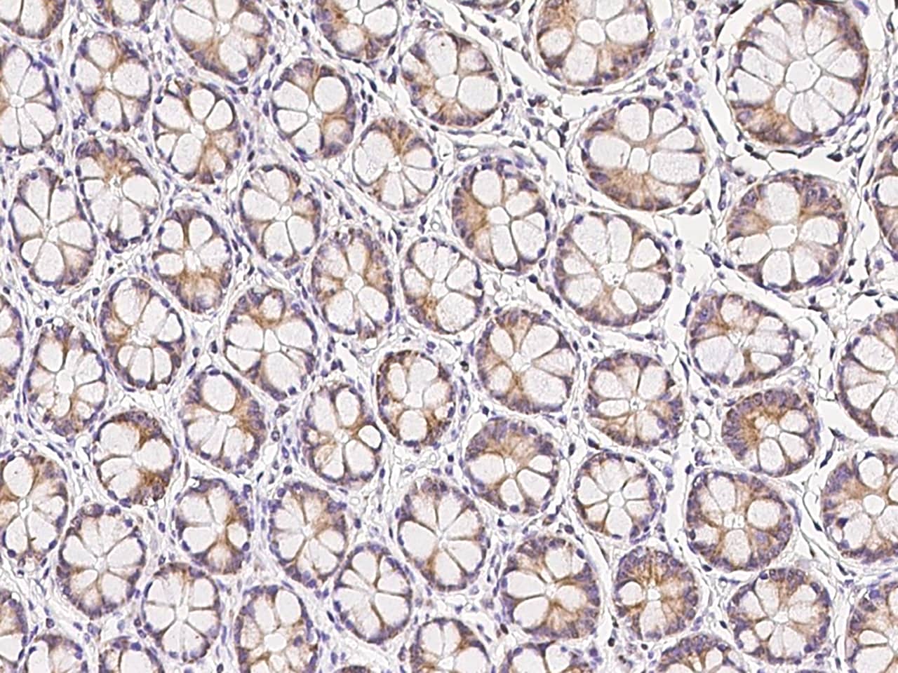 Immunohistochemistry-Paraffin: MRPL23 Antibody - BSA Free [NBP3-06349] - Immunochemical staining of human MRPL23 in human rectum with NBP3-06349 at 1:500 dilution, formalin-fixed paraffin embedded sections.