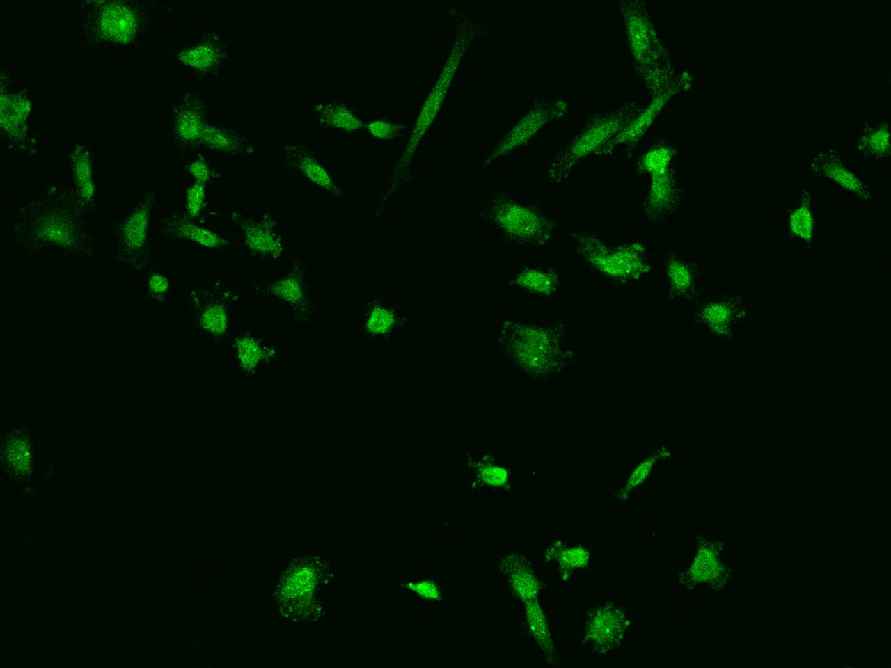 Immunocytochemistry/Immunofluorescence: USP38 Antibody [NBP3-06481] - Staining of USP38 in PC3 cells. Cells were fixed with 4% PFA, permeabilzed with 0.1% Triton X-100 in PBS,blocked with 10% serum, and incubated with NBP3-06481 antibody (dilution ratio 1:200) at 4? overnight. Then cells were stained with the Alexa Fluor488-conjugated Goat Anti-rabbit IgG secondary antibody (green). Positive staining was localized to Nucleus and Cytoplasm.