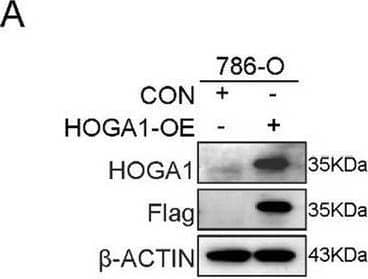 Western Blot HOGA1 Antibody - BSA Free