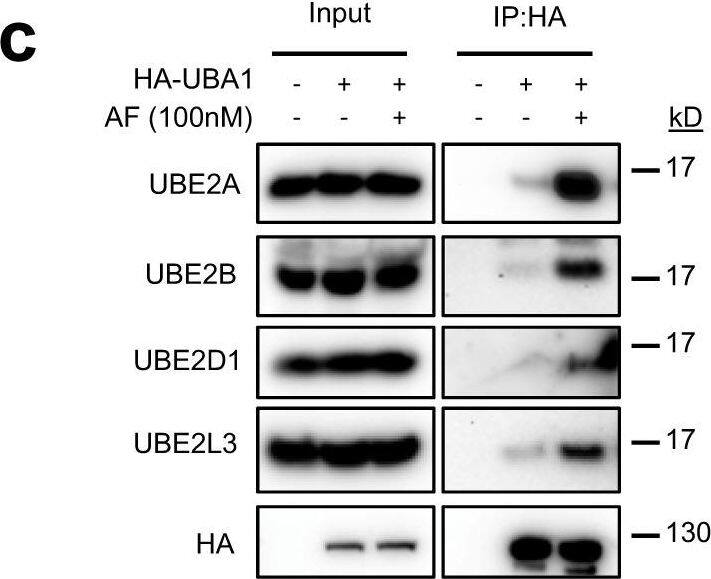 AF enhances UBA1 interaction with most of the ubiquitin-conjugating E2s.a AF enhances UBA1 interactions with 20 E2s in cells. The heatmap was obtained by two independent ani-HA-UBA1 coIP followed by protein identification and quantification by mass spectrometry. The first four columns represent the summary p-value (columns 1,2) and fold change (columns 3,4) for control versus AF treatment groups. Columns 4–8 represent the UBA1-associated protein levels, calculated as an average from quadruplicate samples in each experimental run. b Guide tree of 36 human E2 ubiquitin-conjugating enzymes. Multiple sequence alignment and Guide tree of the 36 E2 proteins was performed by Clustal Omega39. The E2s in two clusters in red dash-line rectangles are E2s whose interactions with UBA1 were enhanced by AF as shown in (a). The three E2s underlined are exceptions. The number following the E2s is indicative of the evolutionary distance between the sequences. c Validation of AF-enhanced UBA1-E2 interactions in cells by anti-HA-UBA1 coIP as in (a) followed by IB. d Validation of AF-enhanced UBA1-E2 interactions in cells by anti-UBA1 coIP as in (a) followed by IB. e C1039A mutation diminishes UBA1 interactions with E2s. f AF does not promote the UBA6 interaction with UBE2Z in a GST-UBA6 pull-down assay. g AF does not affect the UBA2 interaction with UBE2I as revealed by anti-HA-UBE2I coIP. Source data are provided as a Source Data file. Image collected and cropped by CiteAb from the following open publication (//pubmed.ncbi.nlm.nih.gov/37558718), licensed under a CC-BY license. Not internally tested by Novus Biologicals.