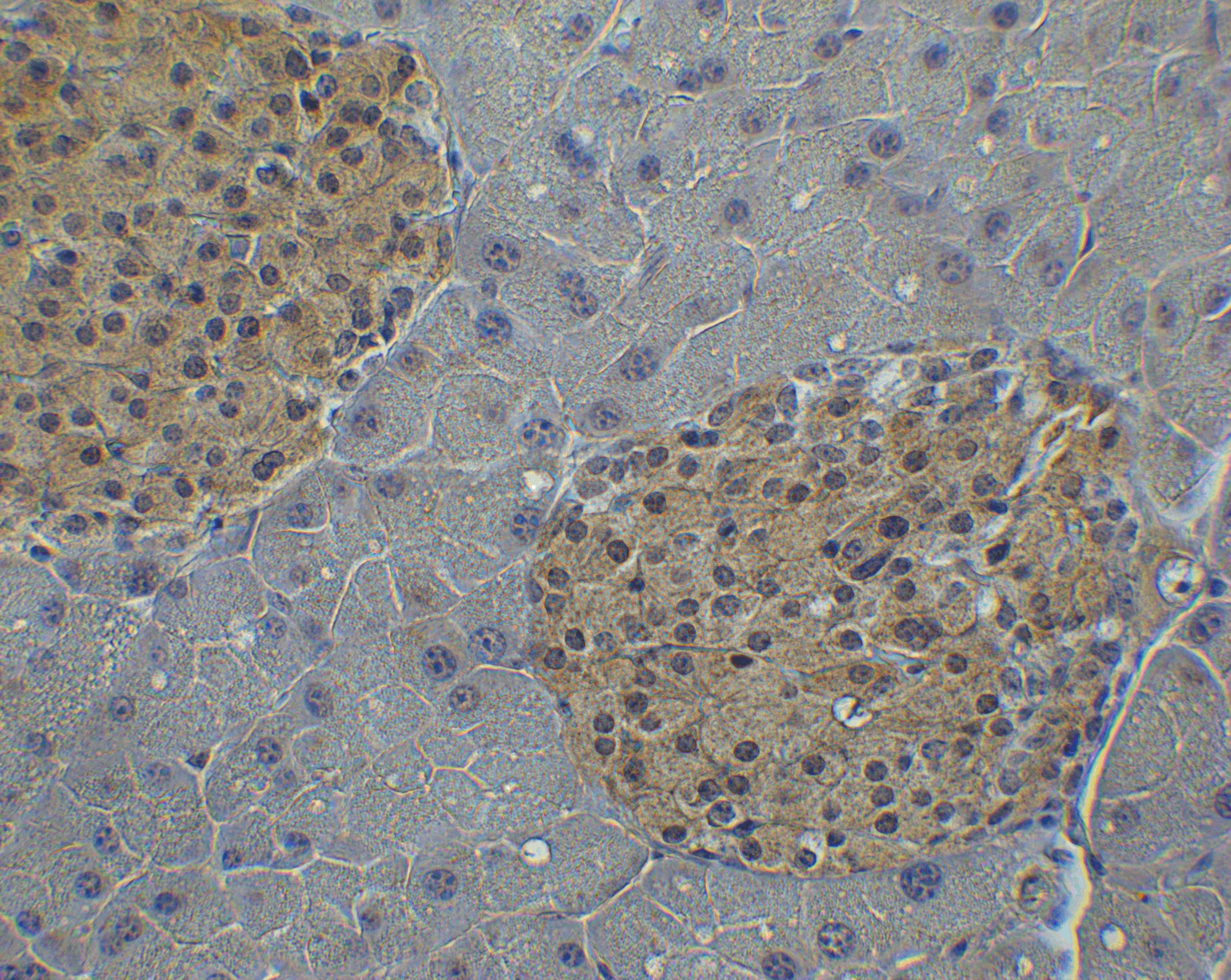 Immunohistochemistry: IRF7 Antibody - BSA Free [NBP3-06987] - Validation of IRF7 in Mouse Pancreas Tissue. Immunohistochemical analysis of paraffin-embedded mouse pancreas tissue using anti-IRF7 antibody  at 2 u/ml. Tissue was fixed with formaldehyde and blocked with 10% serum for 1 h at RT; antigen retrieval was by heat mediation with a citrate buffer (pH6). Samples were incubated with primary antibody overnight at 4C. A goat anti-rabbit IgG H&L (HRP) at 1/250 was used as secondary. Counter stained with Hematoxylin.