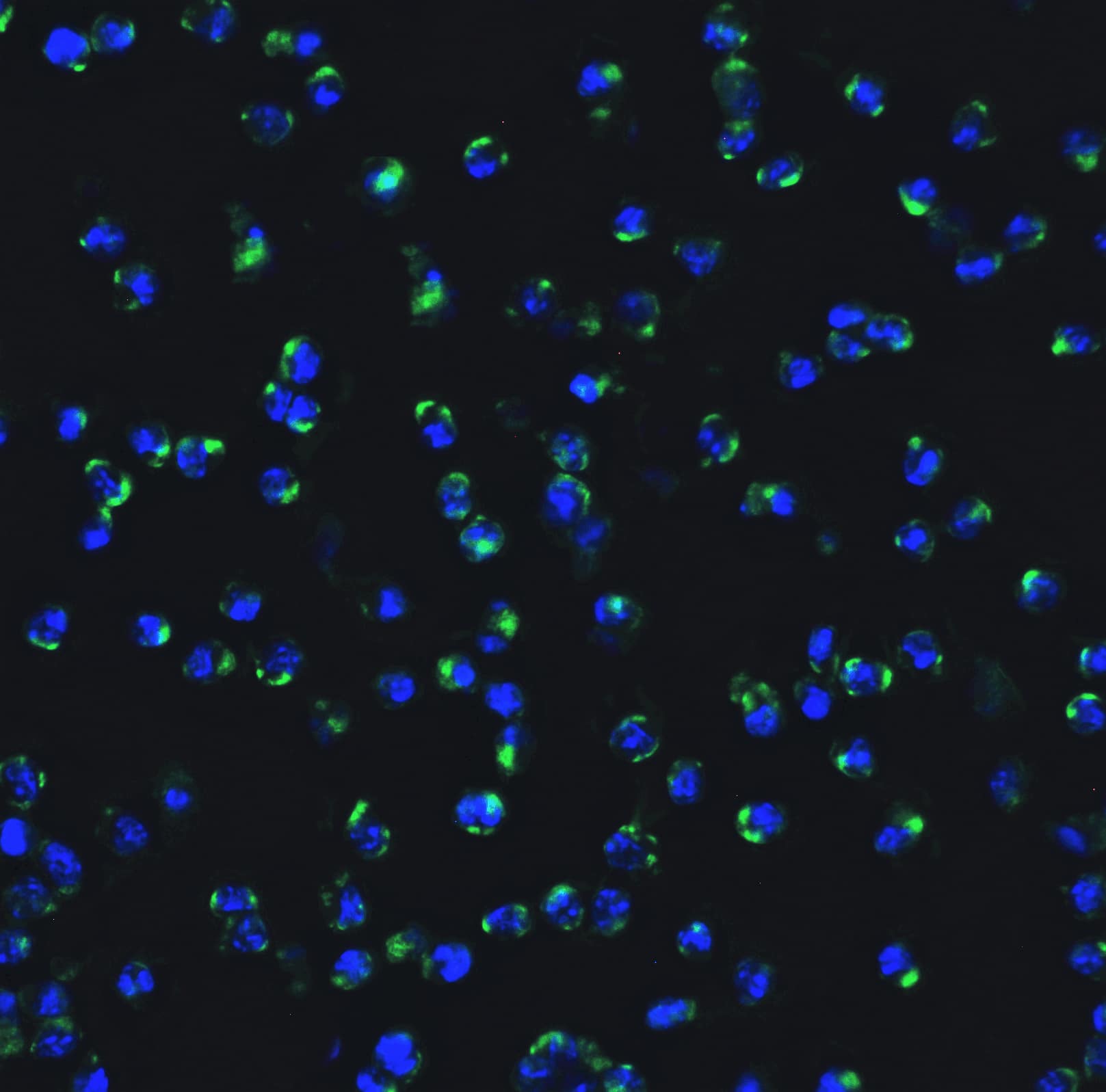 Immunocytochemistry/ Immunofluorescence: IRF7 Antibody - BSA Free [NBP3-06987] - Validation of IRF7 in Mouse Raw264.7 Cells.Immunofluorescent analysis of 4% paraformaldehyde-fixed Raw264.7 cells labeling IRF7 at 20 ug/mL, followed by goat anti-rabbit IgG secondary antibody at 1/500 dilution (green) and DAPI staining (blue).  