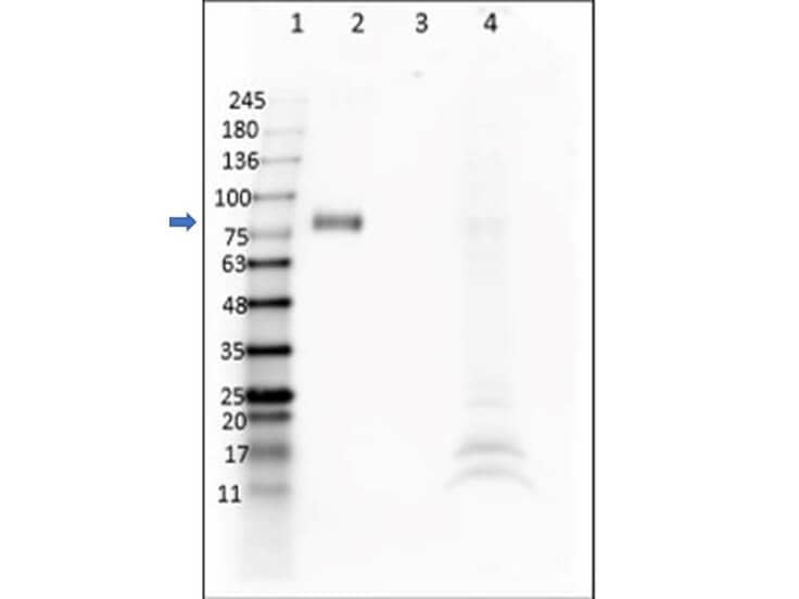Western Blot of Anti-DIG Single Domain Antibody. Lane 1: Opal Prestained Molecular Weight Marker 