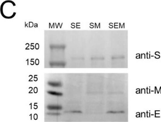 Characterizing the effects of SARS-CoV-2 structural proteins on VLP formation and spike yield. (A) Schematic of the recombinant baculovirus vectors used to produce SE, SM, and SEM SARS-CoV-2 VLPs in Sf9 cells. (B) Transmission electron microscopy (TEM) images showing anti-S immunogold-labeled VLPs. (C) Western blot analyses of SARS-CoV-2 proteins in VLPs. Quantification of (D) VLP spike yield and (E) cellular S protein expression level based on Western blot analyses. (F) % S protein incorporated in VLPs. For (D–F), data represent mean +/- SE (n = 3, unpaired Student’s t test, all p > 0.05, not significant). Image collected and cropped by CiteAb from the following open publication (//pubmed.ncbi.nlm.nih.gov/37834067), licensed under a CC-BY license. Not internally tested by Novus Biologicals.