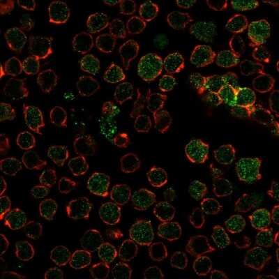 Immunocytochemistry/ Immunofluorescence: Thymidylate Synthase Antibody (TYMS/1884) [NBP3-07144] - Immunofluorescence Analysis of PFA-fixed Ramos cells labeling PU.1 with Thymidylate Synthase Mouse Monoclonal Antibody (TYMS/1884) followed by goat anti- Mouse IgG-CF488 (Green). Membrane is labeled with Phalloidin (Red).