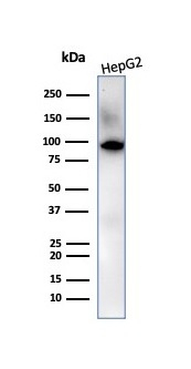 Western blot analysis of HepG2 cell lysate using Villin 1 antibody (VIL1/2310R).