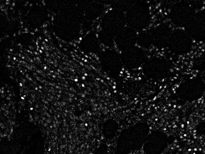 Immunohistochemistry-Paraffin: Cyclin E1 Antibody (CCNE1/2460) [NBP3-07484] - Cyclin E1 stained with CODEX in tonsil tissue. Image from verified customer review.