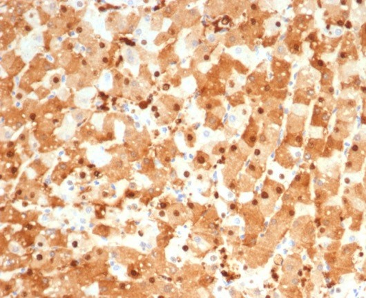 Formalin-fixed, paraffin-embedded horse liver stained with S100P antibody (S100P/4386R). HIER: Tris/EDTA, pH9.0, 45min. Secondary: HRP-polymer, 30min. DAB, 5min.