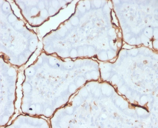 Formalin-fixed, paraffin-embedded human small intestine stained with ACE/CD143 antibody (9B9). HIER: Tris/EDTA, pH9.0, 45min. Secondary: HRP-polymer, 30min. DAB, 5min.