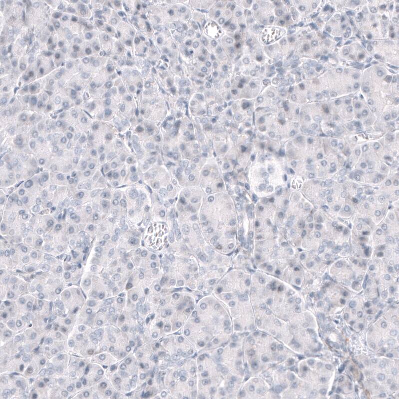 Staining of human pancreas shows no positivity in exocrine glandular cells as expected.