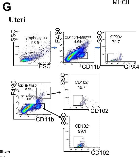 Accumulation of large peritoneal macrophages following injury in the uteri. (A) Schematic of in vivo IUA mice model setup (n = 6–8). (B) The mRNA expression levels of TNF-alpha , IL-1 beta , and IL-6 in the endometria of mice were determined by qRT-PCR (normalised to  beta -actin). (C) Serum concentrations of TNF-alpha , IL-1 beta , and IL-6 were measured by ELISA. (D) Flow cytometry analysis for LPMs isolated from peritoneal cavity harvested at different time points after injury. Cells were pregated on CD11b+. (E) Flow cytometry analysis for LPMs isolated from uteri harvested at different time points after injury. (F) Immunohistochemical staining of MDA in the endometria of mice (scale bar: 100 μm). (G) Flow cytometry analysis for GPX4 expression of CD11b+F4/80med subsets in the uteri harvested at different time points after injury. (H) Schematic of in vivo LPMs depletion mice model setup (n = 6). (I) The mRNA expression levels of TNF-alpha , IL-1 beta , and IL-6 in the endometria of mice were determined by qRT-PCR (normalised to  beta -actin). (J) Serum concentrations of TNF-alpha , IL-1 beta , and IL-6 were measured by ELISA. (K) Flow cytometry analysis for LPMs isolated from peritoneal cavity harvested after 2-days injury. Cells were pregated on CD11b+. (L) Flow cytometry analysis for LPMs isolated from uteri harvested after 2-days injury. (M) Flow cytometry analysis for GPX4 expression of CD11b+F4/80med subsets in the uteri harvested after 2-days injury. Values are mean +/- SD. *p  0.05 (by unpaired Student’s t test) Image collected and cropped by CiteAb from the following open publication (//pubmed.ncbi.nlm.nih.gov/38693589), licensed under a CC-BY license. Not internally tested by Novus Biologicals.