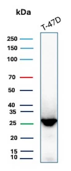 Western Blot Analysis of T-47D lysate using GSTM3 Antibody (CPTC-GSTMu3-1) - Azide and BSA Free.