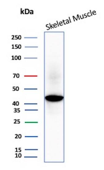 Western blot analysis of human Skeletal muscle lysate using Creatine Kinase, Muscle/CKMM Antibody (CKMM/3341) - Azide and BSA Free. 