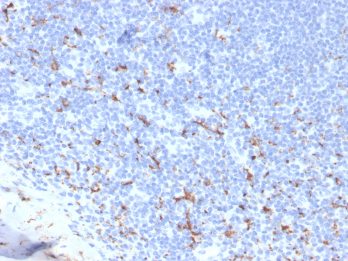 Formalin-fixed, paraffin-embedded human tonsil stained with CD163 antibody (M130/3708R). HIER: Tris/EDTA, pH9.0, 45min. Secondary: HRP-polymer, 30min. DAB, 5min.