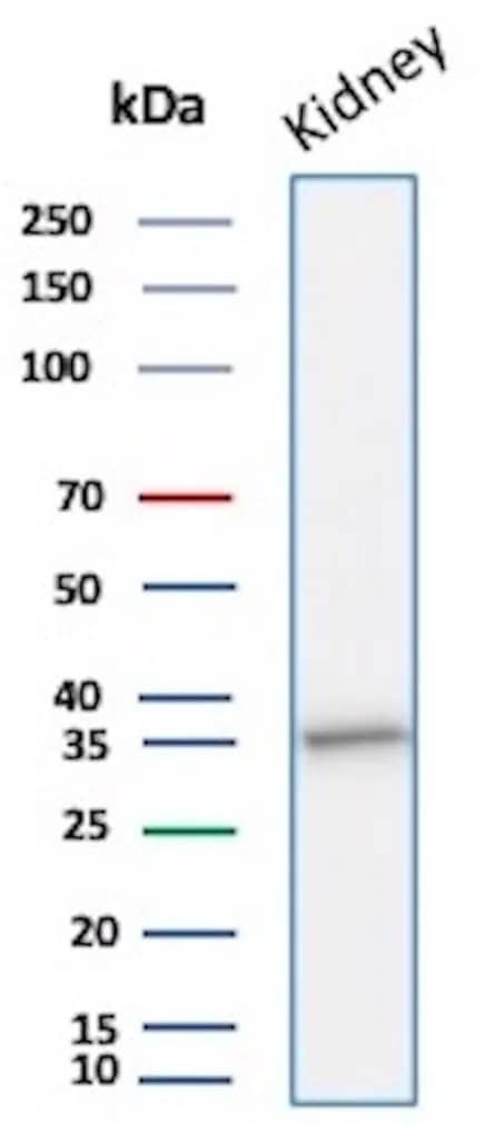Western Blot Analysis of Human Kidney lysate using Napsin A Antibody (rNAPSA/1239) - Azide and BSA Free
