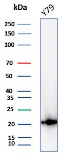 Western blot analysis of Y79 ysates using AlphaB Crystallin/CRYAB Antibody (CPTC-CRYAB-1) - Azide and BSA Free. 