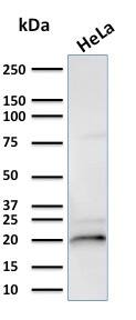 Western Blot Analysis of HeLa cell lysate using AlphaB Crystallin/CRYAB Antibody (CPTC-CRYAB-1) - Azide and BSA Free.