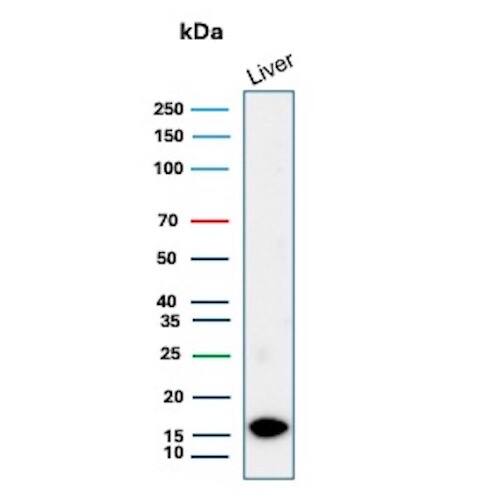 Western blot analysis of  human liver tissue lysates using G-CSF Antibody (CSF3/3166R) - Azide and BSA Free.