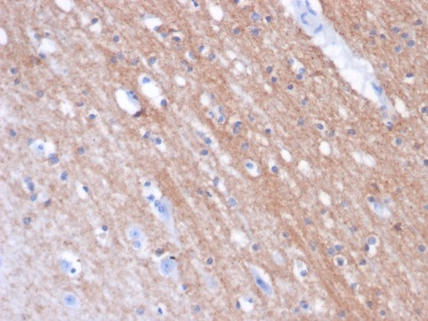 Formalin-fixed, paraffin-embedded horse brain stained with PSMA/FOLH1/NAALADase I antibody (FOLH1/2354). HIER: Tris/EDTA, pH9.0, 45min. Secondary: HRP-polymer, 30min. DAB, 5min.