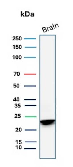 Western Blot Analysis of human brain tissue lysate using MBP Antibody (MBP/4277R) - Azide and BSA Free. 