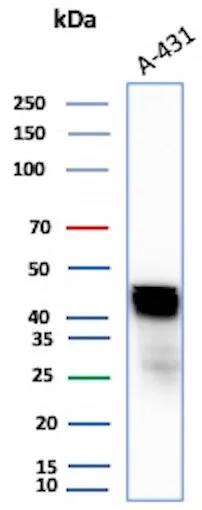 Western Blot Analysis of A-431 lysate using Cytokeratin 17 Antibody (KRT17/4604) - Azide and BSA Free