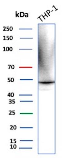 Western Blot Analysis of THP-1 cell lysate using Ret Antibody (RET/2599) - Azide and BSA Free. [Soluble RET Kinase Fragment]