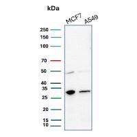 Western blot analysis of MCF7 and A549 cell lysates using CD99 Antibody (MIC2/3478R) - Azide and BSA Free.