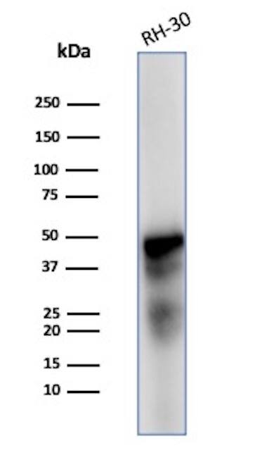 Western blot analysis of RH-30 cell lysate using Desmin Antibody (DES/2960R) - Azide and BSA Free.