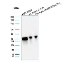 Western blot analysis of  HEK293T, human colon and human small intestine lysates using CDX2 Antibody (CDX2/2951R) - Azide and BSA Free.