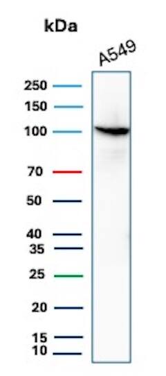 Western Blot Analysis of A549 lysate using MVP Antibody (VP2897R) - Azide and BSA Free.