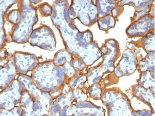 Formalin-fixed, paraffin-embedded human placenta stained with Alkaline Phosphatase/ALPP antibody (ALPP/2899R). HIER: Tris/EDTA, pH9.0, 45min. Secondary: HRP-polymer, 30min. DAB, 5min.