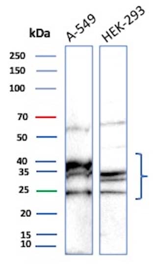 Western blot analysis of A-549 and HEK293T lysates using UBE2R1/CDC34 Antibody (CPTC-CDC34-2) - Azide and BSA Free. 