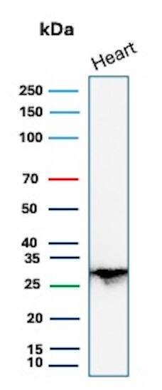 Western Blot Analysis of human heart lysate using PDLIM1 Antibody (CPTC-PDLIM1-1) - Azide and BSA Free. (Expected Band size- 36 kDa; Observed Band size - 28 kDa)