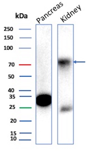 Western Blot Analysis of Human Pancreas and Kidney tissue lysate using Occludin Antibody (OCLN/2183) - Azide and BSA Free.