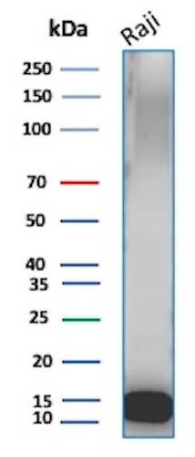 Western Blot Analysis of Raji lysate using Ubiquitin B Antibody (UBB/3143R) - Azide and BSA Free