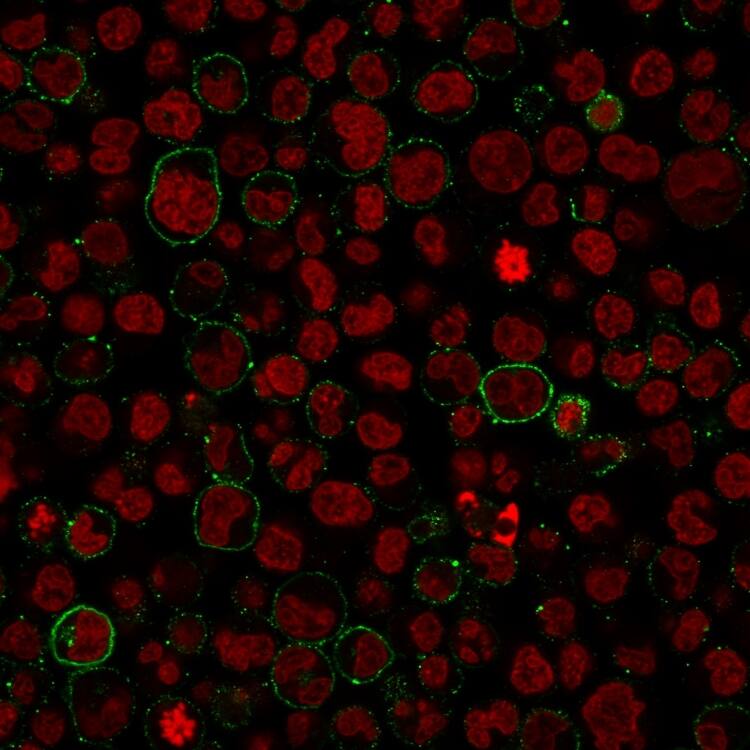 Paraformaldehyde-fixed Raji cells stained with CD45 Antibody (PTPRC/1975R) - Azide and BSA Free followed by Goat anti-rabbit IgG-CF488 (Green). Counterstain is Phalloidin (red).