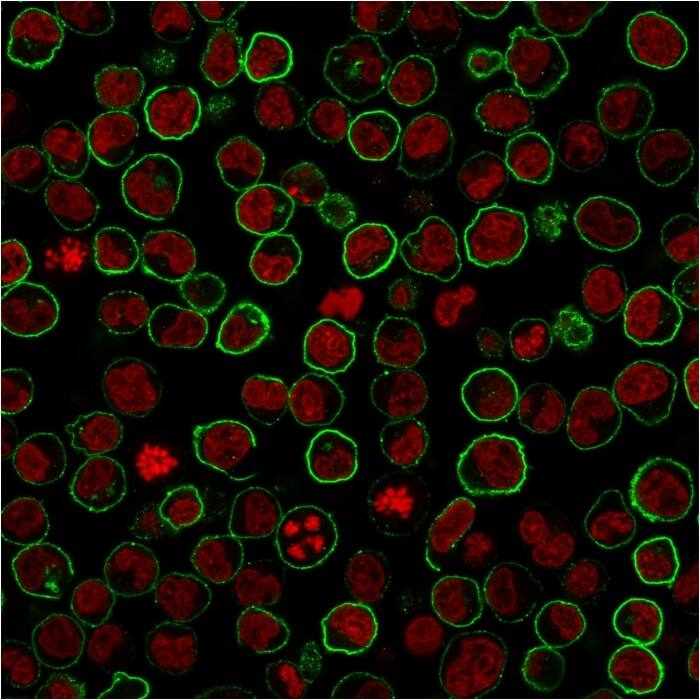 Paraformaldehyde-fixed Raji cells stained with CD45RB Antibody (PTPRC/2877R) - Azide and BSA Freefollowed by Goat anti-rabbit IgG-CF488 (Green). Counterstain is Phalloidin (red).