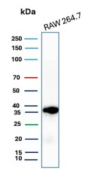 Western Blot Analysis of RAW 264.7 lysate using Cyclin D1 Antibody (CCND1/3370R) - Azide and BSA Free.
