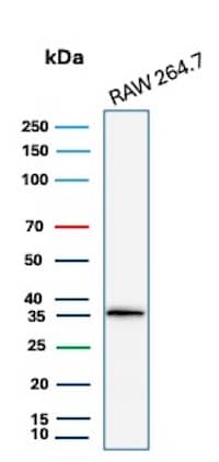 Western Blot Analysis of RAW 264.7 lysate using Cyclin D1 Antibody (CCND1/3370R) - Azide and BSA Free.