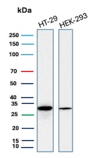 Western Blot Analysis of HT-29 and HEK-293 cell lysates using MTAP Antibody (rMTAP/1813) - Azide and BSA Free.