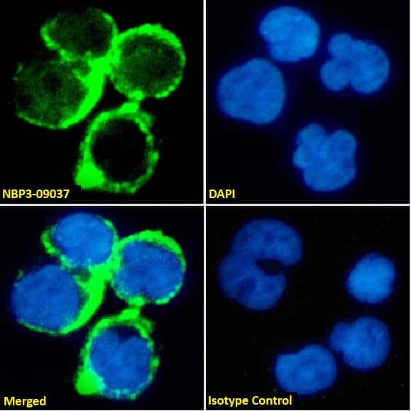 Immunocytochemistry /Immunofluorescence: TAG-72 Antibody (Minretumomab (CC49)) - Azide and BSA Free [NBP3-09037] - Immunofluorescence analysis of paraformaldehyde fixed Jurkat cells stained with NBP3-09037 at 10 ug/ml followed by Alexa Fluor(R) 488 secondary antibody (2 ug/ml), showing membrane staining. The nuclear stain is DAPI (blue). Panels show from left-right, top-bottom: NBP3-09037, DAPI, merged channels and an isotype control. The isotype control was stained with anti-unknown antibody followed by Alexa Fluor(R) 488 secondary antibody.